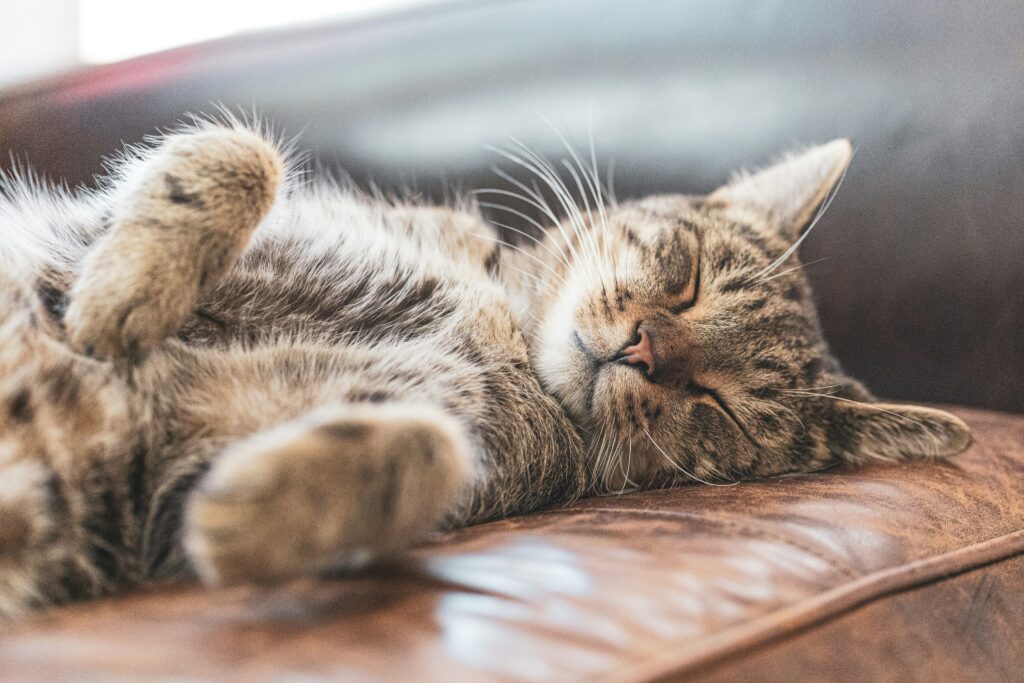 pourquoi les chats ronronnent