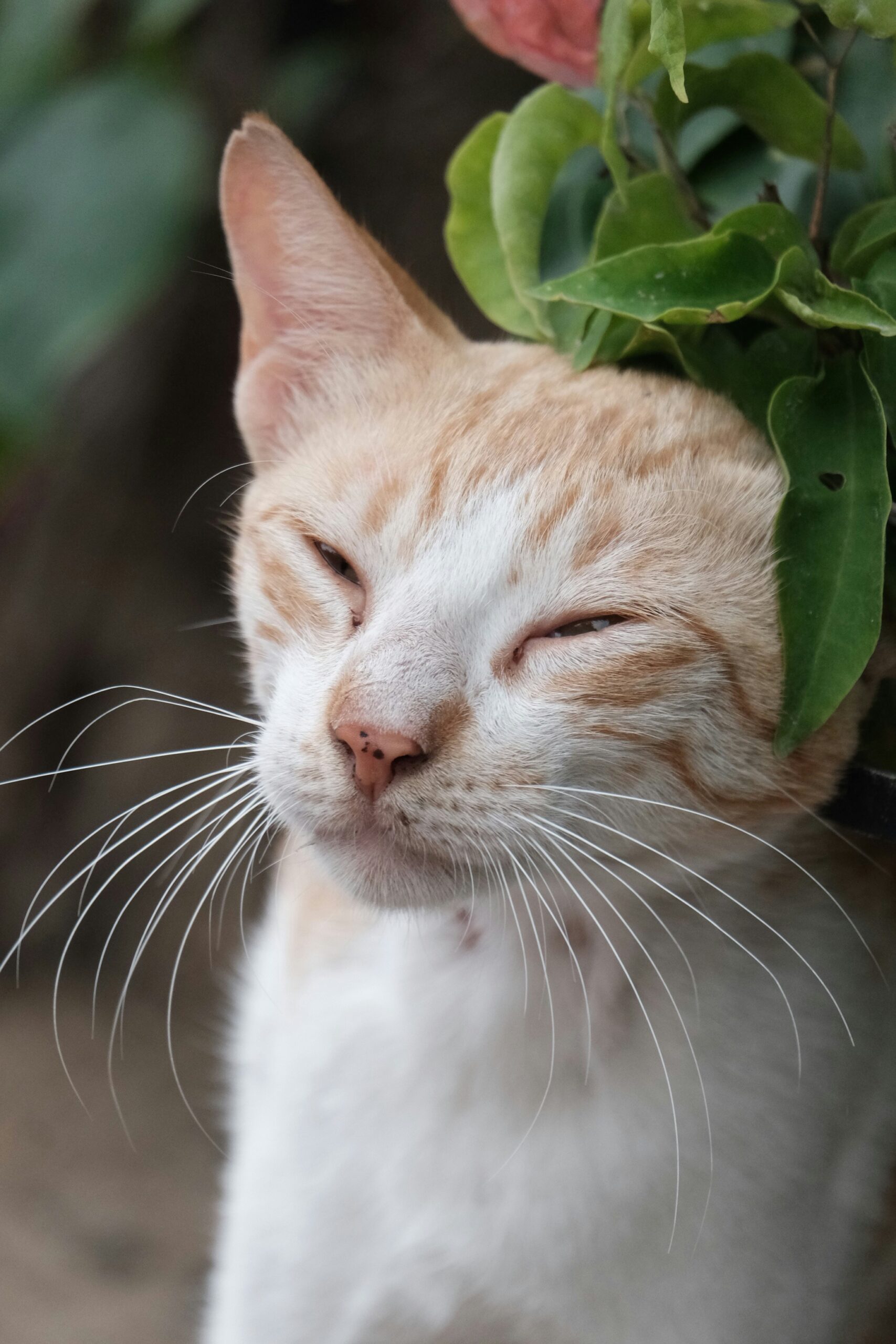 Pourquoi les chats ronronnent