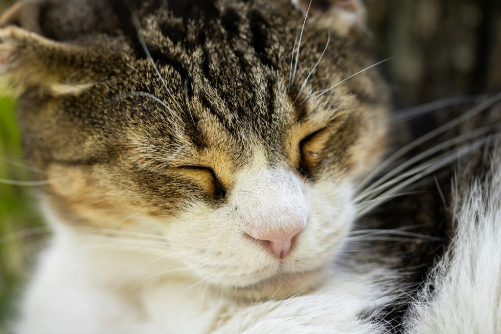 pourquoi les chats ronronnent